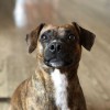 Townhouse Pet Care Center