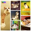 Mod Cat Hotel