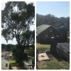 Custom Cut Tree Service