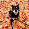 Just Walk