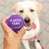Playful Paws
