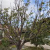 LB Holistic Tree