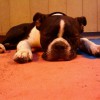 Lucky Dog Pet Service