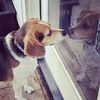 Clear Lake Pets