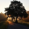 Tapler Tree Care