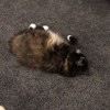Happy Cat Grooming