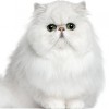 Furry Friends Express