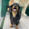 Pampered Pets Bed & Biscuit