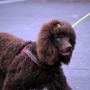 BarkZone