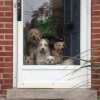 NOVA Ultimutt Pet Care