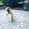 Happy Tail