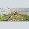 Andrews Greenhouse