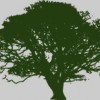 Tree Service Syracuse