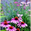 Moonwise Herbs