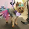 Barkingdales Pet Salon