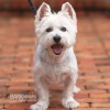 See Spot Run