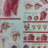 Elite Ortopedics & Sports Medicine PA