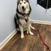 Bee Creek Veterinary Hospital