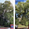 Mr Tree Services