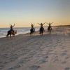 Broke A Toe Horseback Riding On The Beach