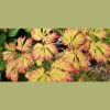 Maples N More Nursery