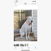 Iron Will Dog Lodge