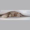 Bed & Biskit