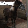 Reins Of Life
