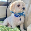 Styl'n Companions Pet Spa