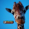 African Safari Wildlife Park