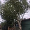 Ballard Tree Service