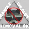 Triangle Wildlife Removal