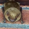 Advantage Wildlife Removal