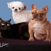 Valley View Veterinary Clinic