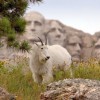 Travel Custer