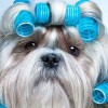 Canine Design Pet Grooming