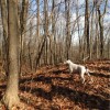 Waggin' Trailz