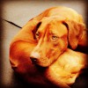 Bowwow Fun Towne