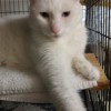 Fabian Boarding Kennel