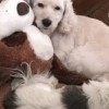 Antietam Valley Animal Hospital
