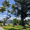 Tree Masters FL