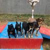 Paws Petcation