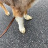 Woof Ave