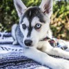 Itchytail