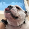 4 Paws Pet Watch