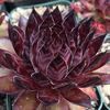 Perennial Obsessions Nursery