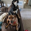 Critter Sitters