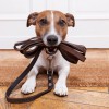 Leash On Life Pet Services