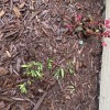 First Coast Mulch