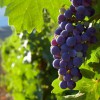 Iron Gate Vineyards & Winery